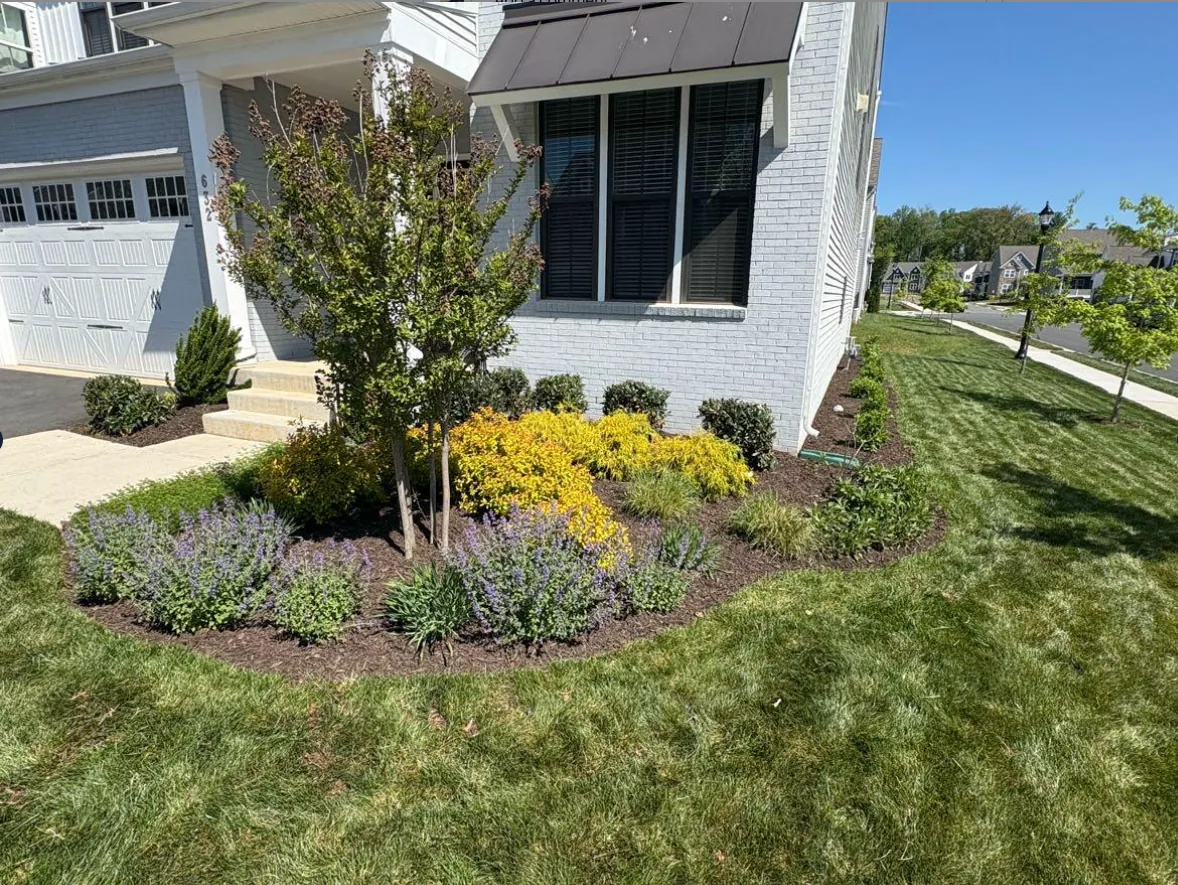 Fresh spring planting bed with catmint, gold spirea and boxwood, mulched and edged at a Loudoun County home