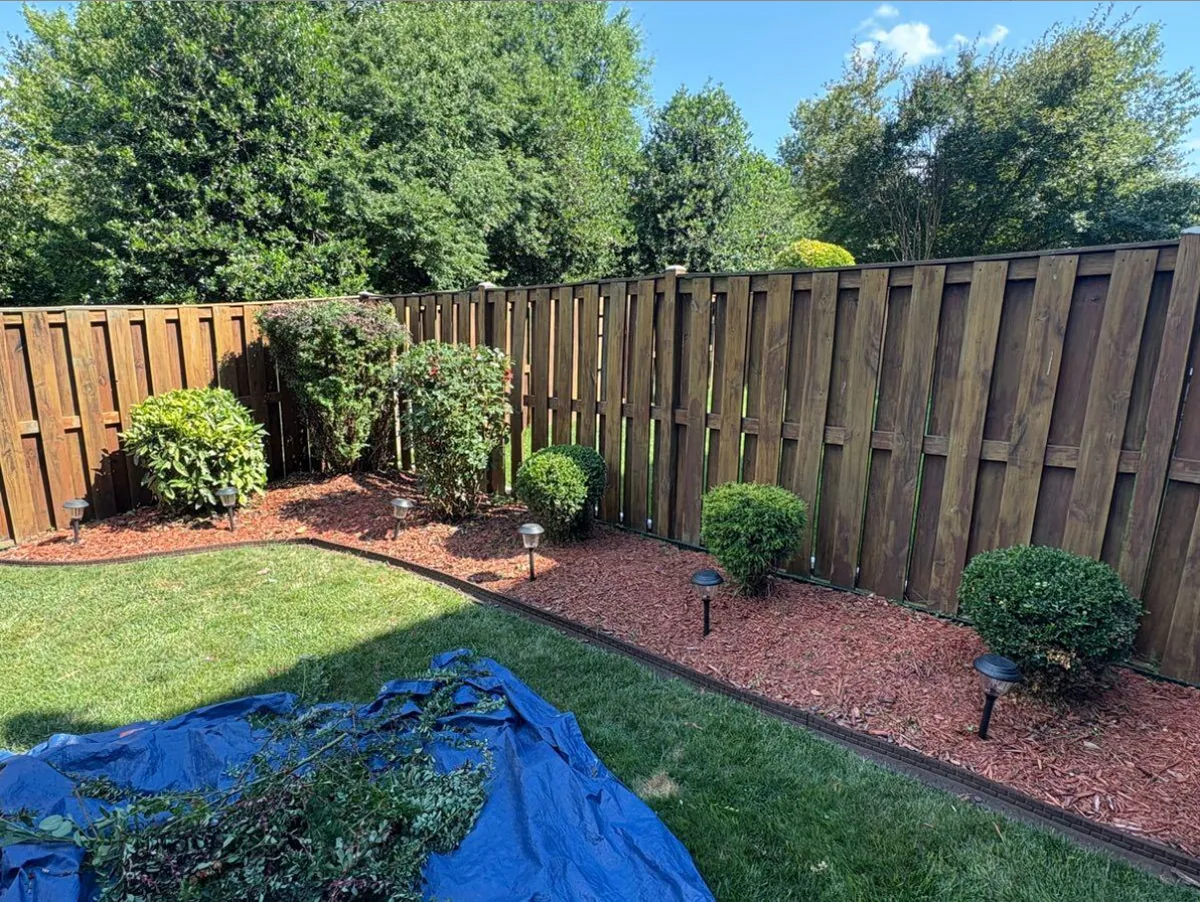 Backyard bed refreshed with cedar mulch and shaped shrubs along a wood privacy fence