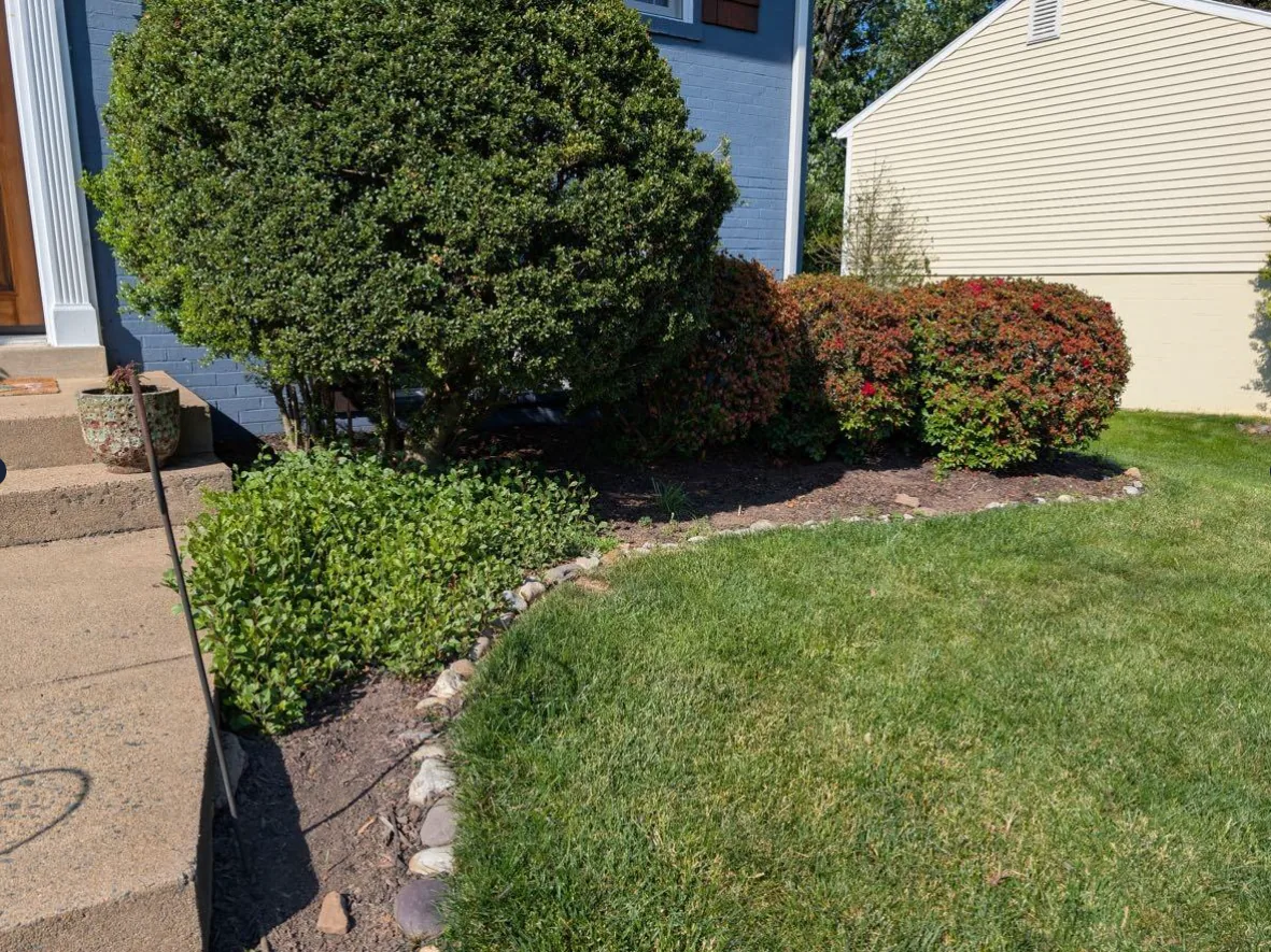 Trimmed holly and shrubs with a crisp stone-edged bed line at a Leesburg home